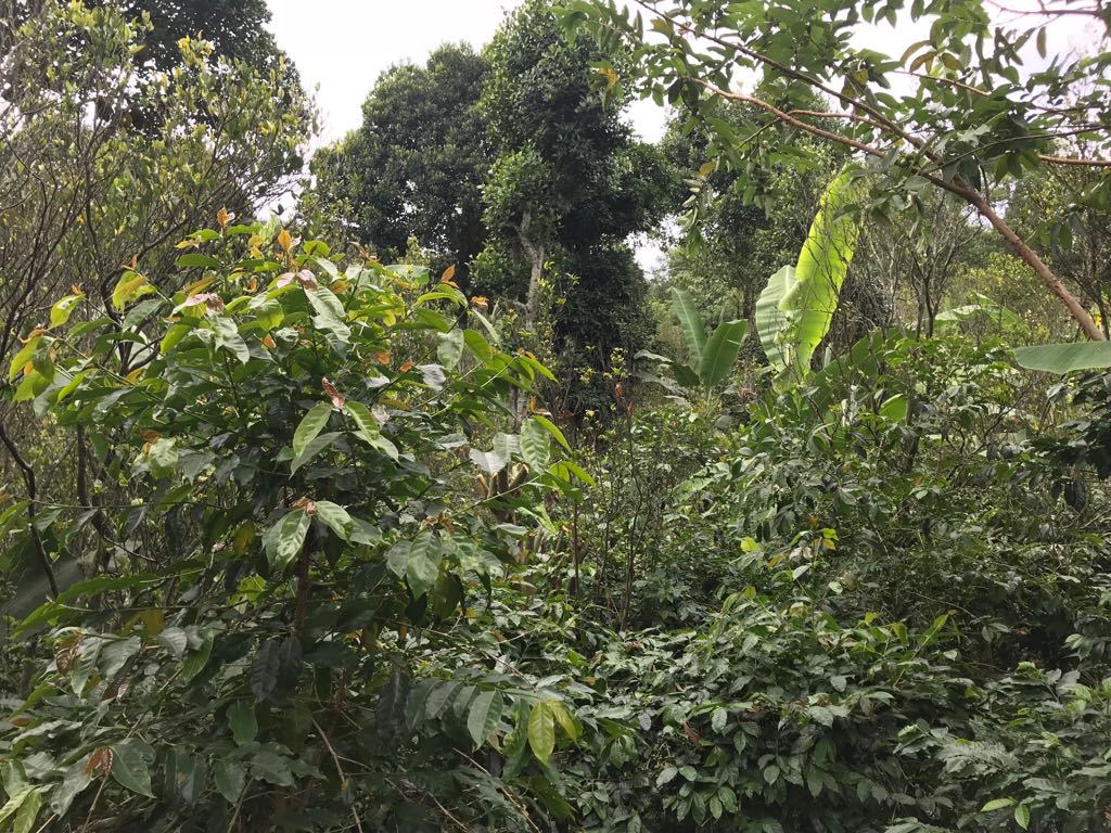 Pillar Coffee Estates